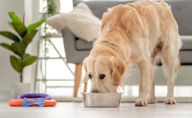 Quelle alimentation pour un chien stérilisé ?