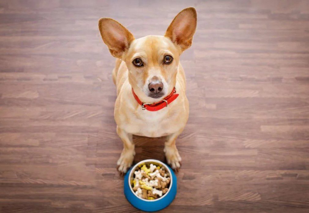 Quelle alimentation pour un chien sensible de l’estomac ?