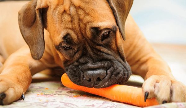 Peut-on donner une alimentation végétarienne à un chien ?