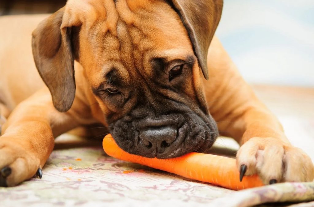 Peut-on donner une alimentation végétarienne à un chien ?