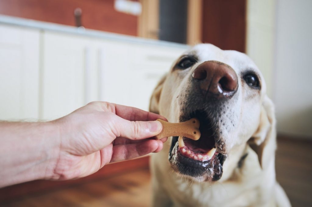 Comment choisir les friandises naturelles pour votre chien