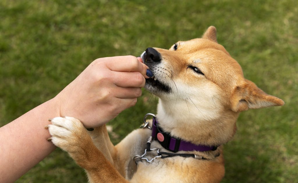 Comment choisir les meilleures friandises pour votre chien