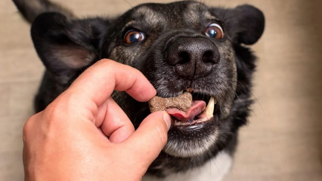 Friandises pour chien