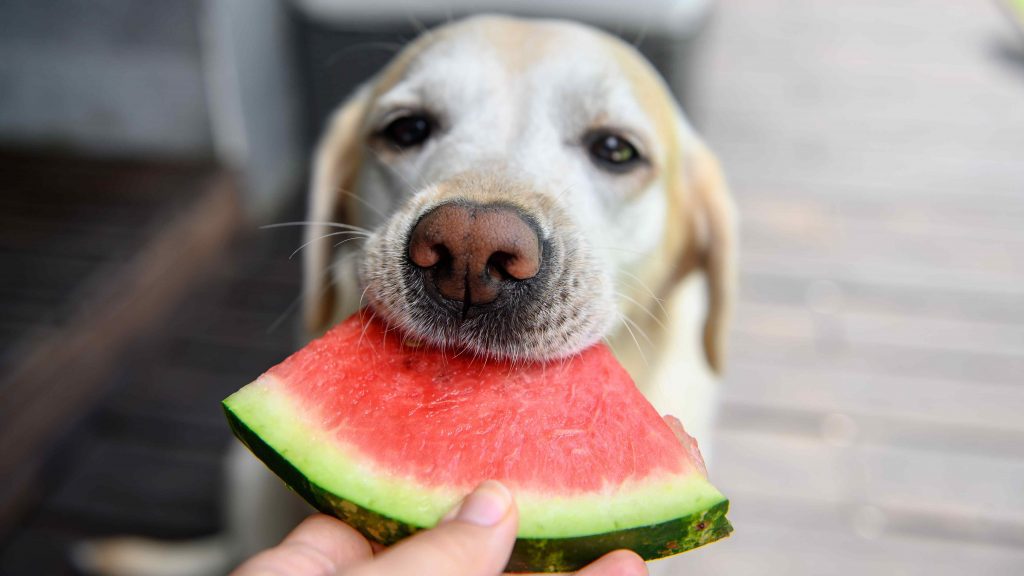 Le chien peut-il manger des fruits ?