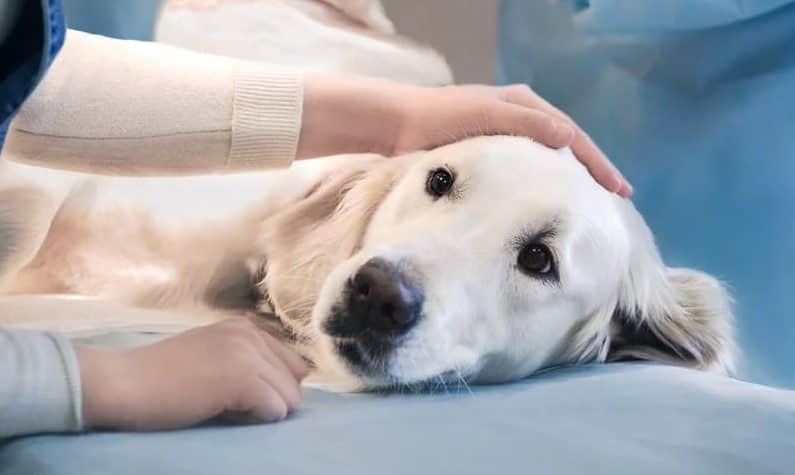 Intoxication chez le chien : que faire en urgence ?