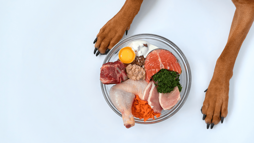 Quelle est la meilleure alimentation pour un chien ?
