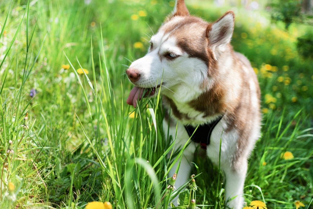 Pourquoi mon chien mange-t-il de l’herbe ?