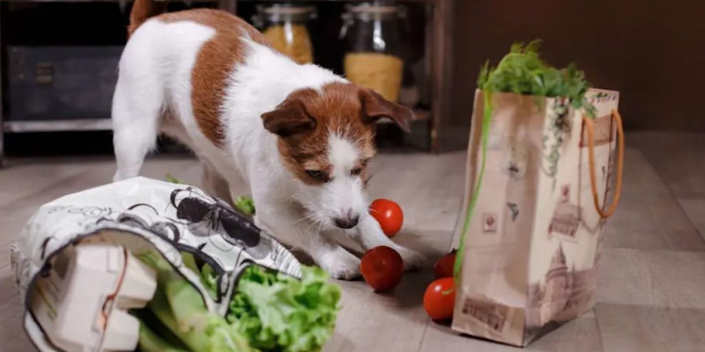 Une ration ménagère chien : guide pratique