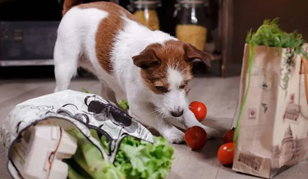 Une ration ménagère chien : guide pratique