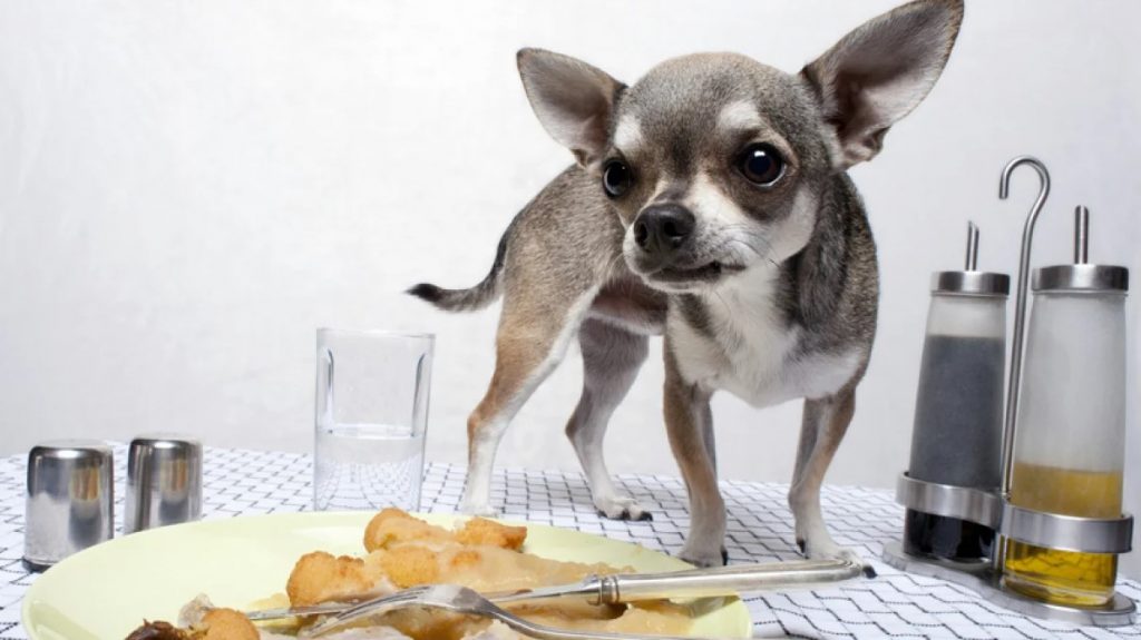 Peut-on donner des restes de table à son chien ?
