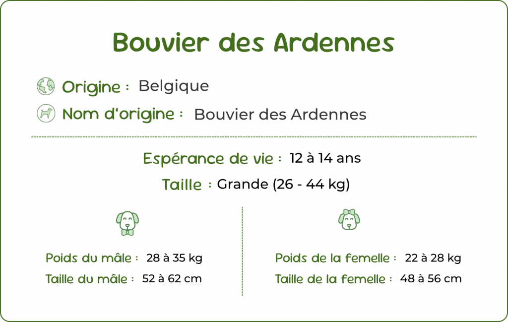 Bouvier des Ardennes taille