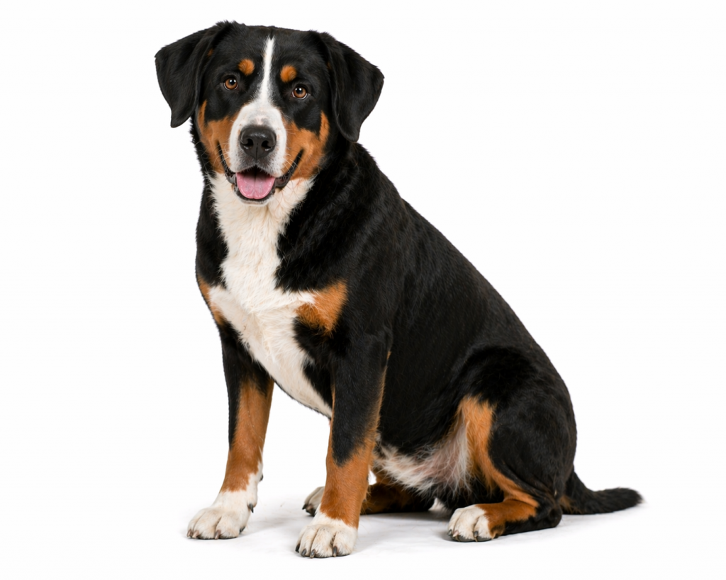 Bouvier de l’Entlebuch