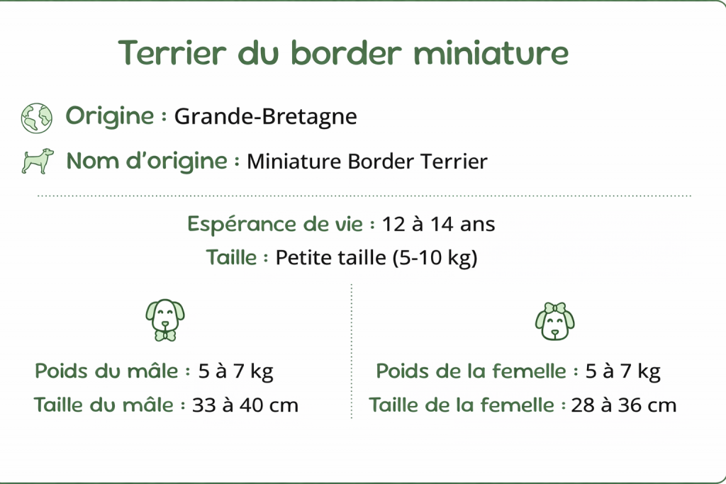 Terrier du border miniature taille