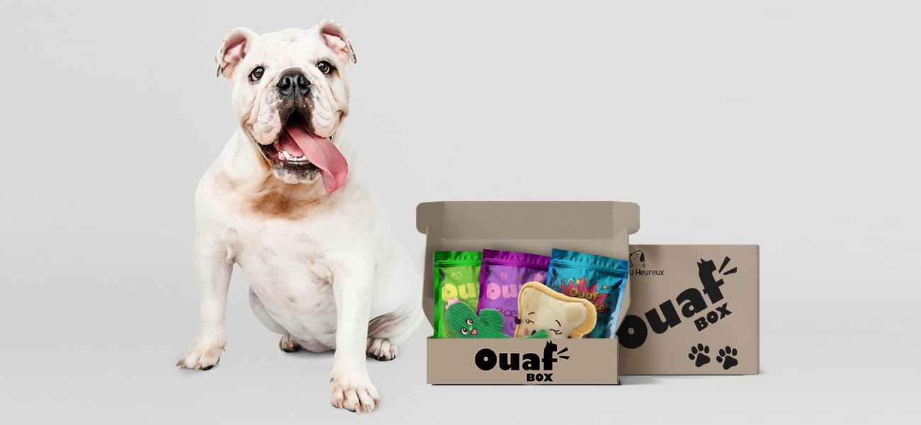 Chien heureux et épanoui